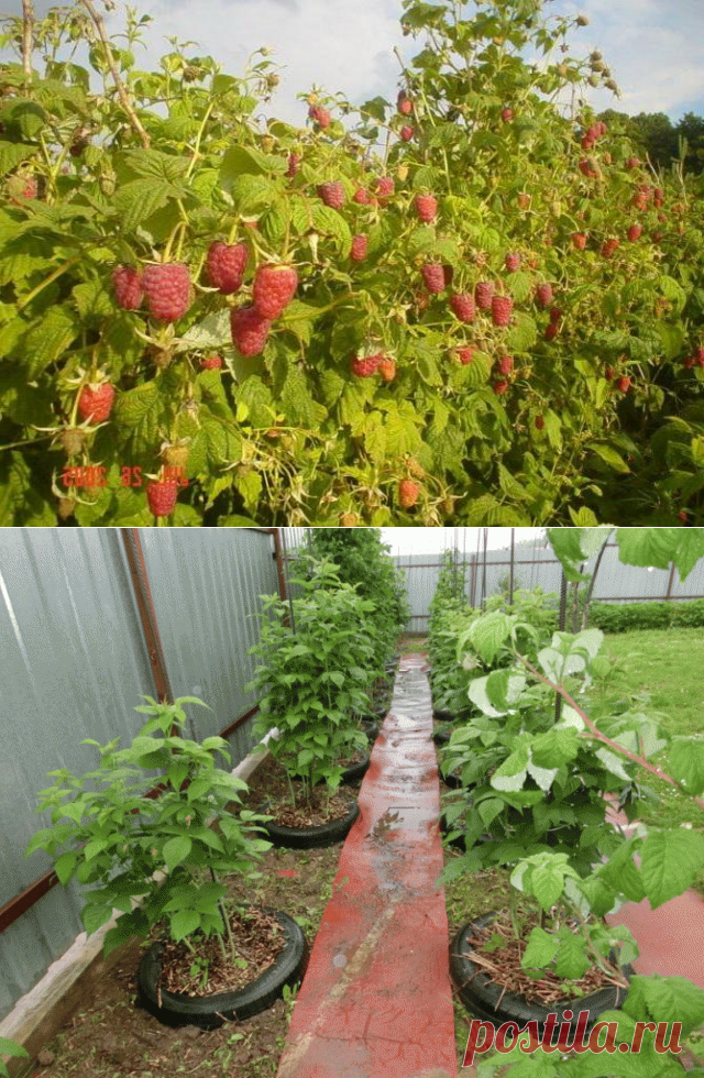 Один опыт выращивания малины — 6 соток