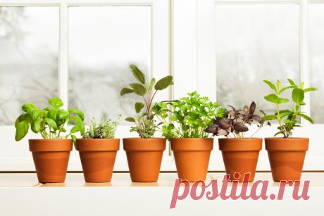 Как вырастить овощи и зелень на подоконнике