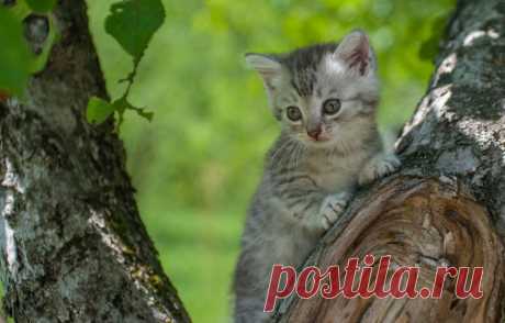 Обои дерево, малыш, котёнок картинки на рабочий стол, раздел кошки - скачать