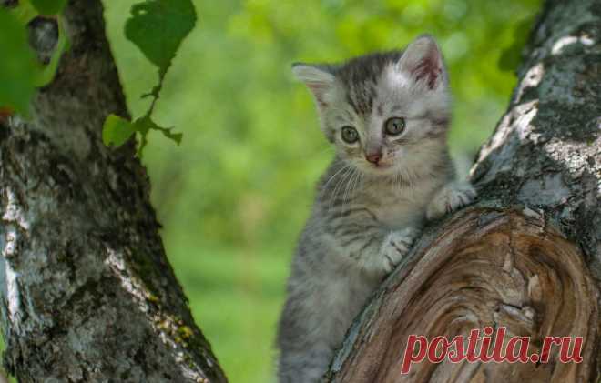 Обои дерево, малыш, котёнок картинки на рабочий стол, раздел кошки - скачать