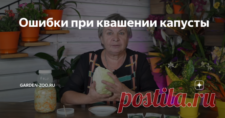 Ошибки при квашении капусты Квасим капусту – работа над ошибками
Заквасить капусту дело не сложное. Но не всегда капуста получается хрустящей и вкусной.
- Не все сорта капусты подходят для квашения. Позднеспелые сорта осенью содержат мало сахаров. Им нужно полежать примерно до декабря-января. Осенью квасим капусту из среднеспелых сортов. Одним из лучших сортов для приготовления капусты является Слава. Но не только этот сорт