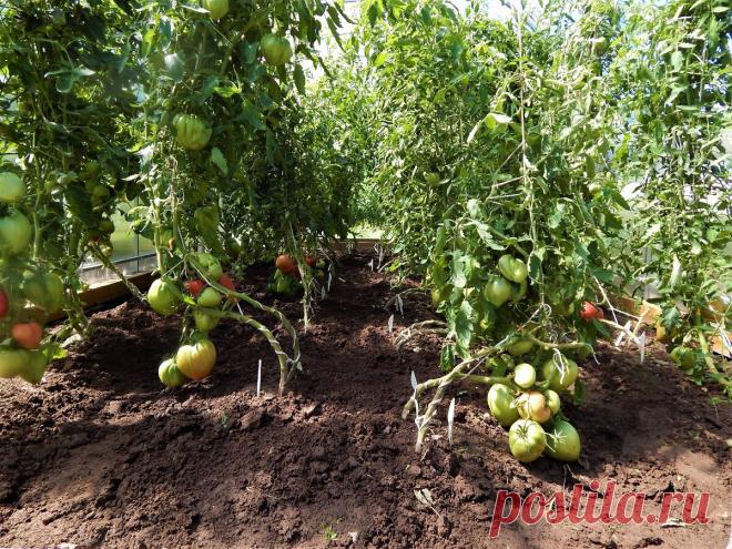Основные правила формирования томатов. | Цветочная душа | Яндекс Дзен