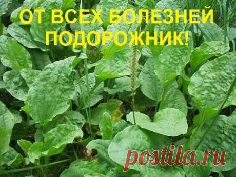 От всех болезней - подорожник!
Подорожник - одно из старинных лекарственных растений. Он был известен еще в Китае, Древней Греции и Риме, это растение высоко ценили персидские и арабские врачи.
Латинское название образовано от слов «подошва» и «двигать», так как листья его напоминают след ноги. Эту же особенность заметили и индейцы Америки, называя его «следом белого человека».
В народной и официальной медицине применяются листья подорожника большого (Plantago major). Препараты подорожн