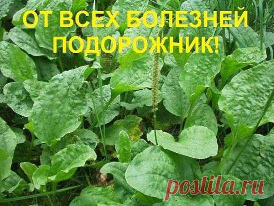 От всех болезней - подорожник!
Подорожник - одно из старинных лекарственных растений. Он был известен еще в Китае, Древней Греции и Риме, это растение высоко ценили персидские и арабские врачи.
Латинское название образовано от слов «подошва» и «двигать», так как листья его напоминают след ноги. Эту же особенность заметили и индейцы Америки, называя его «следом белого человека».
В народной и официальной медицине применяются листья подорожника большого (Plantago major). Препараты подорожн