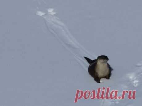 Слава зиме!