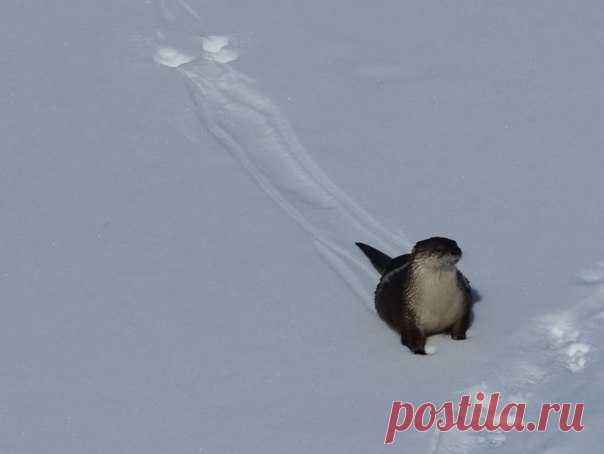 Слава зиме!