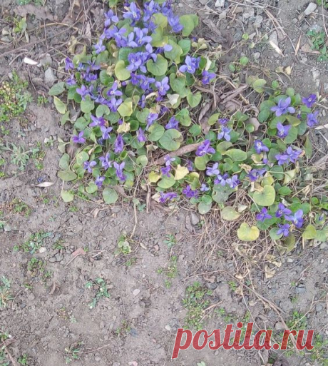 Природа Весна Nature Spring Flowers Nature Spring Flowers
