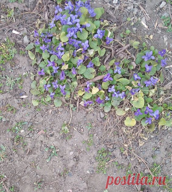 Природа Весна Nature Spring Flowers Nature Spring Flowers