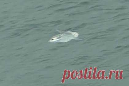 Огромная редкая рыба всплыла около пляжа и напугала отдыхающих