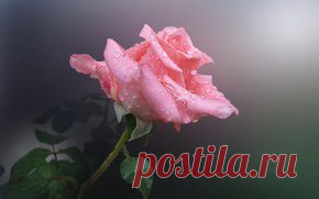 Цветы обои на рабочий стол - страница 15