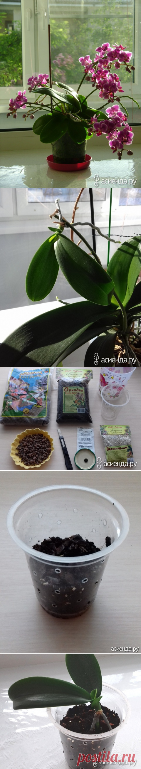 Выросла деточка на орхидее Фаленопсис, пора отсаживать от мамочки.: Группа Комнатные растения