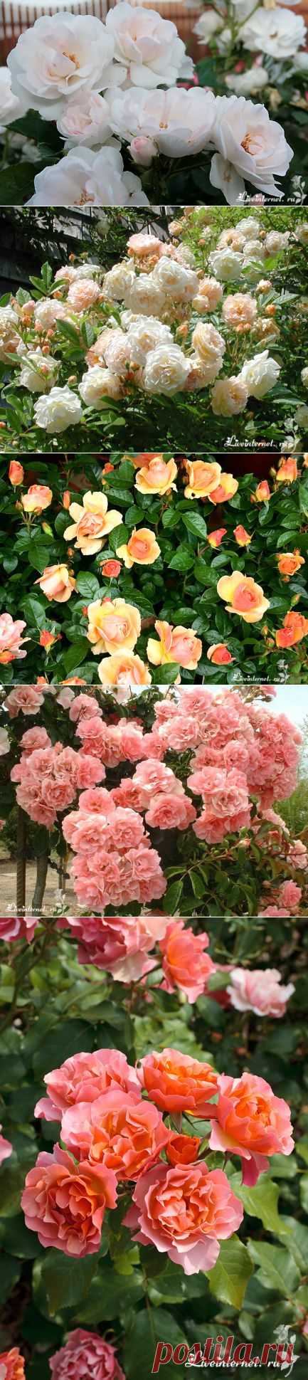 ДЕСЯТКА НЕУТОМИМО ЦВЕТУЩИХ СОРТОВ РОЗ | Самоцветик