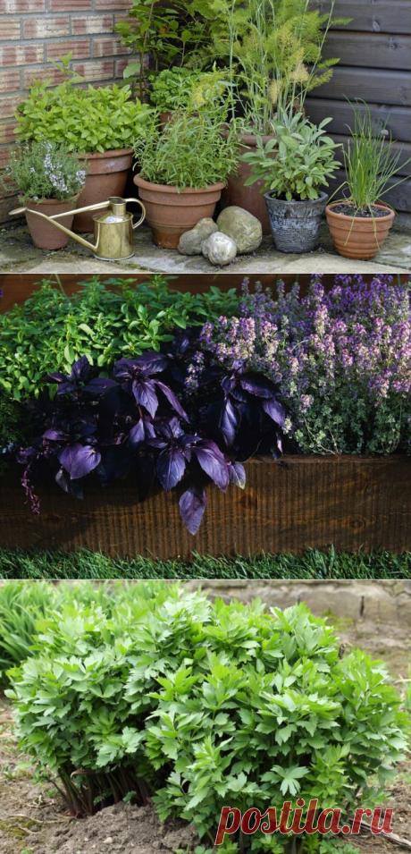 САДИК ПРЯНЫХ ТРАВ | Самоцветик