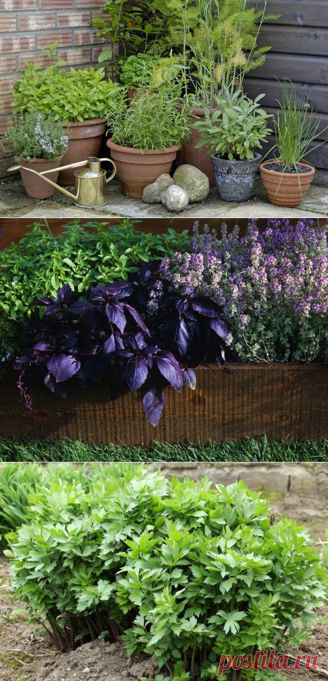 САДИК ПРЯНЫХ ТРАВ | Самоцветик