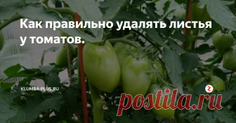 Как правильно удалять листья у томатов.