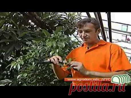 Видео о выращивании фикуса - YouTube