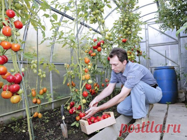 Как подкормить рассаду помидоров дрожжами: когда лучше