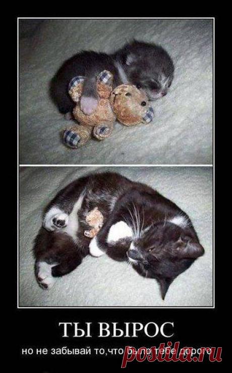 Даже кошки понимают это!