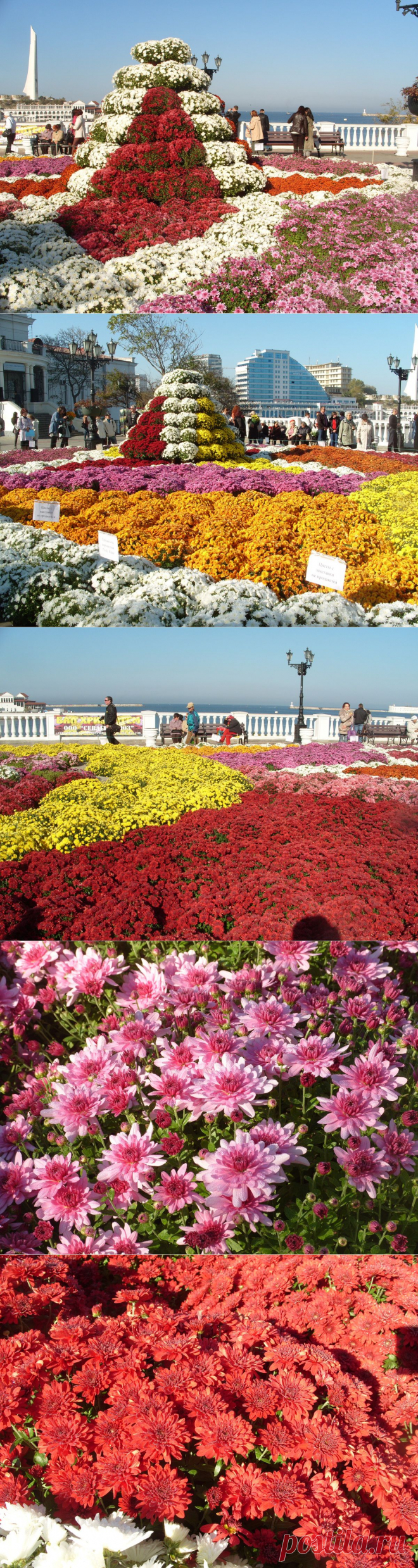 Бал хризантем в Севастополе - смотрите другие фото на сайте 7dach.ru