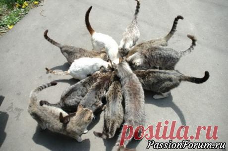 Великие о кошках - запись пользователя Елена в сообществе Болталка в категории Истории в картинках