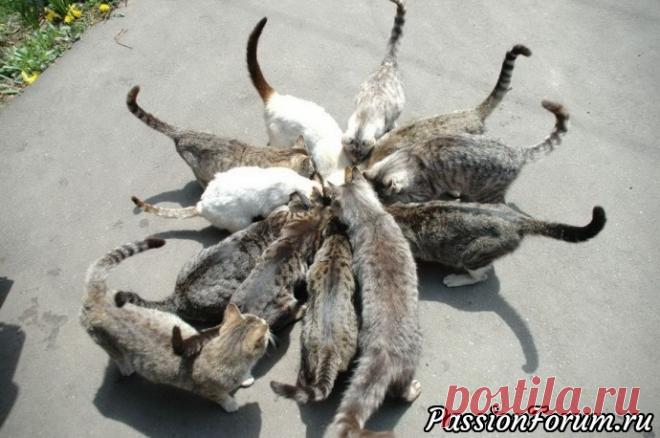 Великие о кошках - запись пользователя Елена в сообществе Болталка в категории Истории в картинках