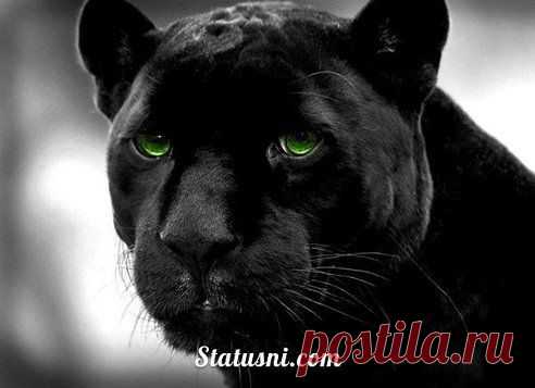 Кино на выходные. Хорошо дома рядом с семьёй , с детьми. Можно всем вместе поглядеть интересный фильм.
Хорошее кино, как дорогой автомобиль в автосалоне - оставляет после просмотра хорошее настроение и мечты...   http://kinodlavseh.blogspot.ru/