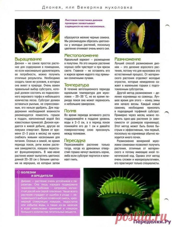 Дионея или Венерина мухоловка * Переделки.РуПеределки.Ру