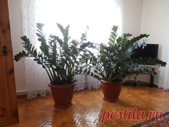 ЗАМИОКУЛЬКАС - ДОЛЛАРОВОЕ ДЕРЕВО: СЕКРЕТЫ УХОДА
Прекрасное, вечнозеленое растение с блестящими, мясистыми тёмно-зелёными листьями. При хорошем уходе растение достигает до 1- 1,5 метра в длину и уже успело зарекомендовать себя как одно из самых красивейших и благородных комнатных растений. 
В простонародье зеленого красавца с мощным клубнеобразным корневищем называют просто – долларовое или денежн