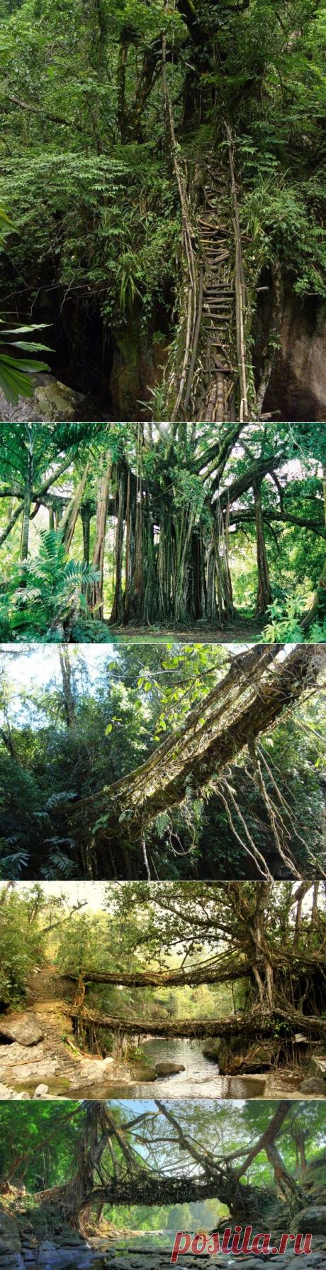 Живые мосты - мосты из корней в Индии