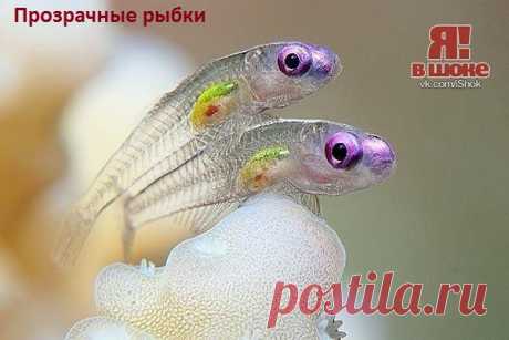 под рентгеном