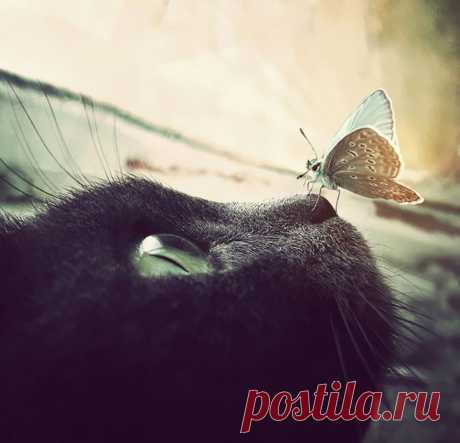 Сказочные фотографии животных с бабочками