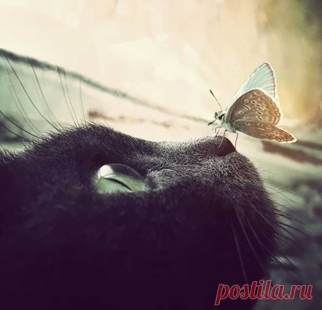 Сказочные фотографии животных с бабочками