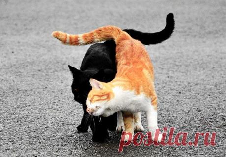 18 кошек доказывающих, что любить может каждый 
Если вы считаете, что кошки умеют лишь портить жизнь своим владельцам, скакать по шторам и драть мебель, то после просмотра этих фотографий вы убедитесь в том, что ко всему прочему они умеют ещё и лю…