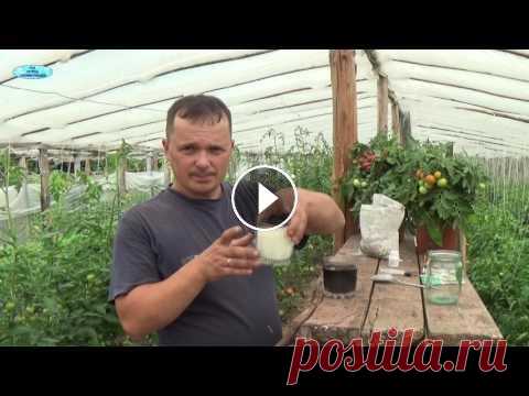 СУПЕР ПОДКОРМКА ПОМИДОР!!!!! Обязательно попробуйте!!! Тысячи огородников уже пользуются этим рецептом подкормки! Секретная подкормка, которая помогает существенно повысить урожайность томатов, огурцов и м...