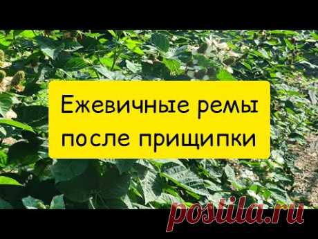 Ежевичные ремы после прищипки. Блэк Джем.