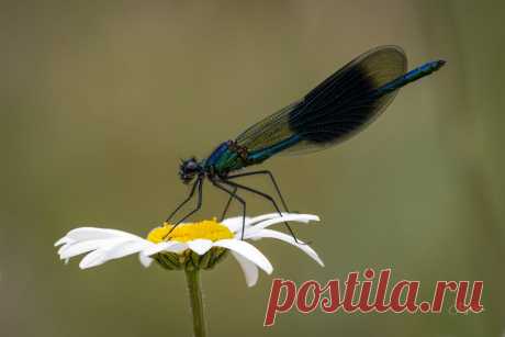 Demoiselle www.andyharrisphotography.com/
