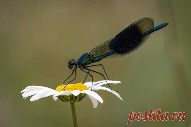 Demoiselle www.andyharrisphotography.com/
