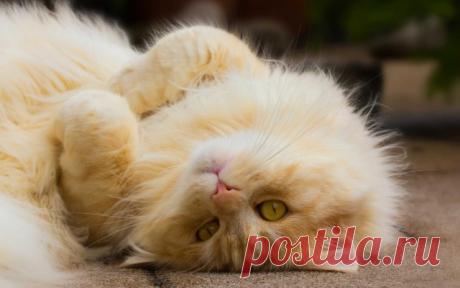 Прикольных котов пост - ЯПлакалъ