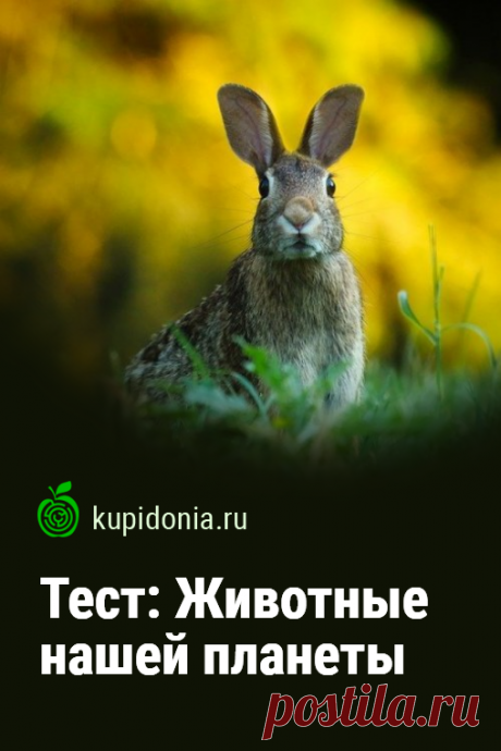 Тест: Животные нашей планеты. Интересный тест о животных нашей планеты, состоящий из 15 интересных вопросов разной сложности. Проверьте свои знания!
