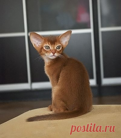 Мальчик окраса соррель