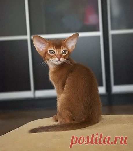 Мальчик окраса соррель