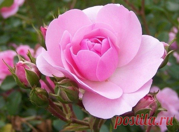 Посадка и уход за розами. О чём нужно помнить - Садоводка