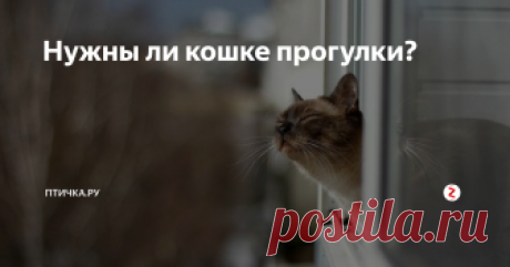 Нужны ли кошке прогулки? Извечный и неразрешимый вопрос.
