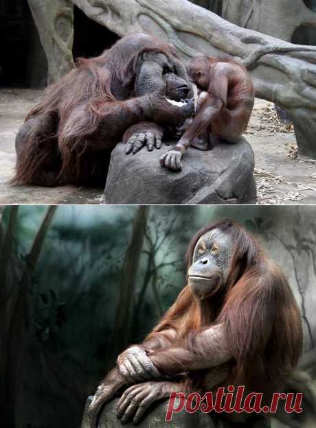 Pavel Labonskiy — альбом ZOO
