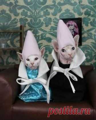 Sphynx Kitty #SavannahCat