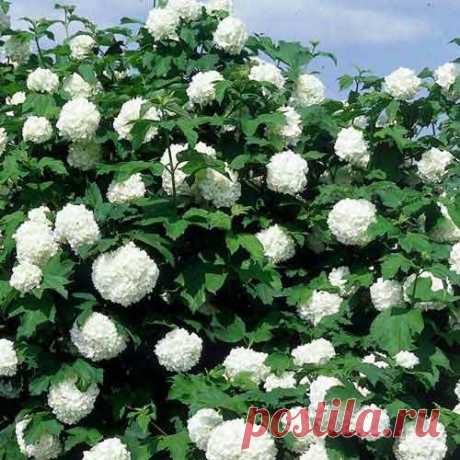 kalina-rozeum2.jpg (500×500)