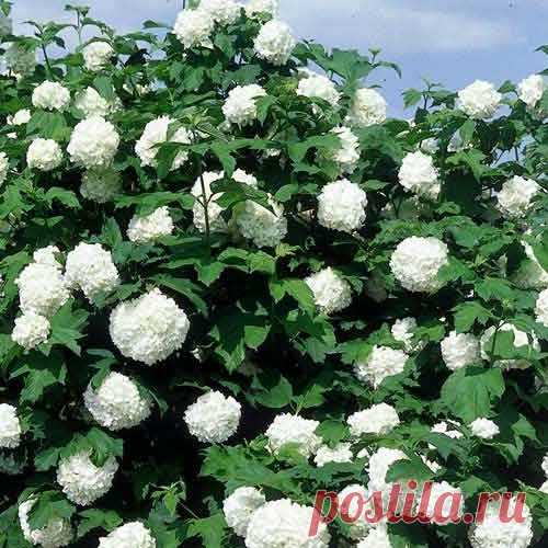 kalina-rozeum2.jpg (500×500)