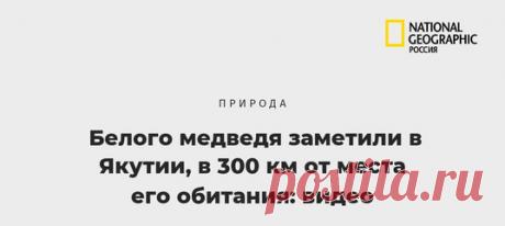 Обычно ночная встреча с медведем пугает, но жители Якутии, будучи на безопасном расстоянии, испытали сильное удивление – косолапый-то оказался белым, а таких в этих краях не водится!