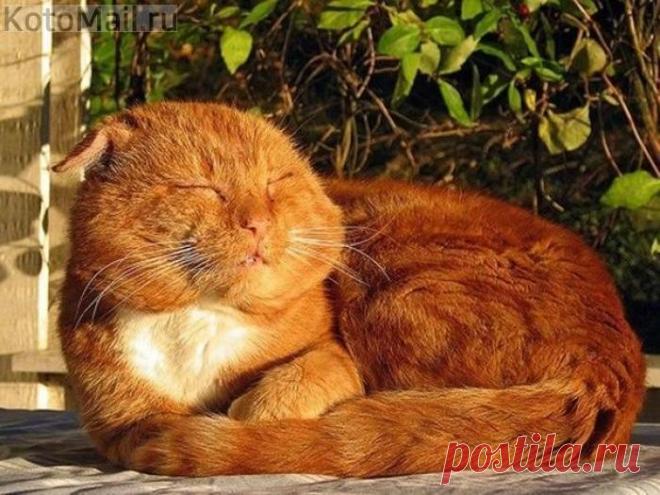 Пенсионер на солнышке