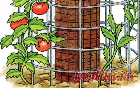 Интересный способ вырастить помидоры и иметь хороший компост